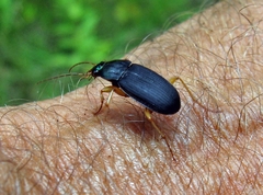 Chlaenius impunctifrons