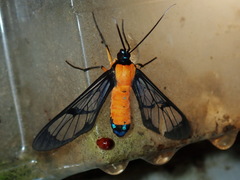 Cosmosoma flavothoracides