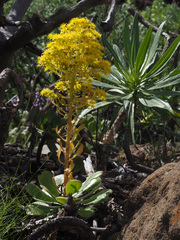 Aeonium arboreum arboreum
