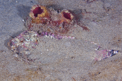 Aploactisoma milesii