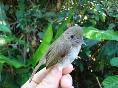 Hemitriccus flammulatus