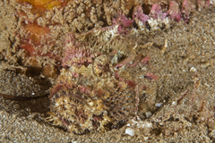 Aploactisoma milesii