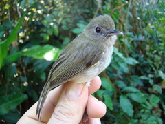 Hemitriccus flammulatus