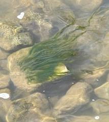 Cladophora glomerata