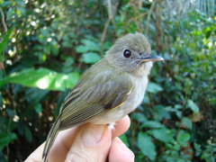 Hemitriccus flammulatus