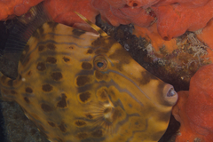 Eubalichthys mosaicus