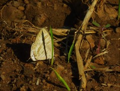 Jamides celeno celeno