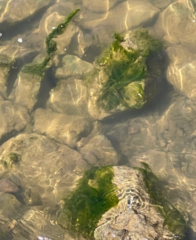 Cladophora glomerata