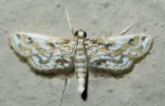 Parapoynx fluctuosalis