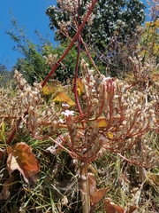 Kalanchoe petitiana