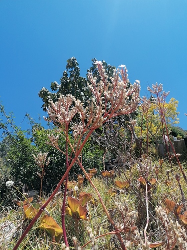 Kalanchoe petitiana, photograph 2