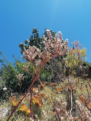 Carlos Domínguez-Rodríguez, CC BY, iNaturalist via GBIF Kalanchoe petitiana, photograph Carlos Domínguez-Rodríguez, CC BY, iNaturalist via GBIF