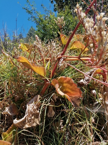 Kalanchoe petitiana, photograph 1