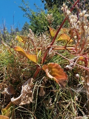 Carlos Domínguez-Rodríguez, CC BY, iNaturalist via GBIF Kalanchoe petitiana, photograph Carlos Domínguez-Rodríguez, CC BY, iNaturalist via GBIF