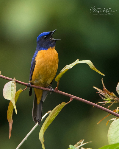 Chinese Vivid Niltava