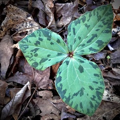 Trillium cuneatum
