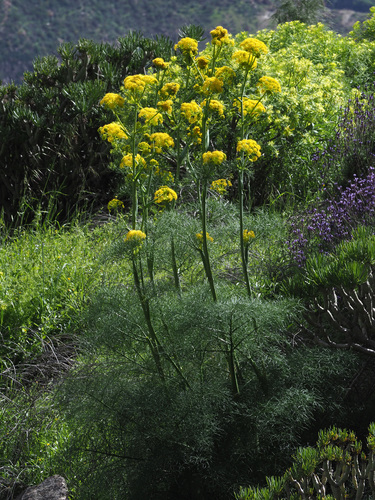 Ferula image