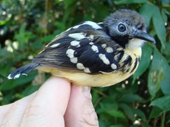 Hylophylax naevius
