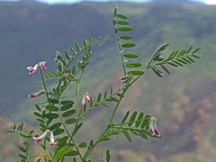 Vicia benghalensis