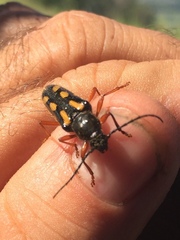 Agallissus lepturoides