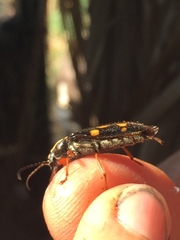 Agallissus lepturoides