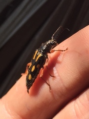 Agallissus lepturoides