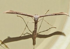 Emmelina monodactyla