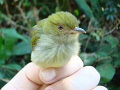 Machaeropterus pyrocephalus