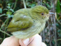 Machaeropterus pyrocephalus