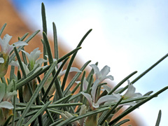Parolinia filifolia