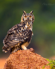 Bubo bengalensis