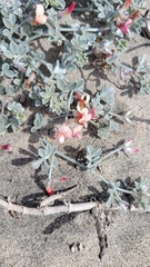 Lotus bryantii