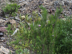 Campylanthus salsoloides