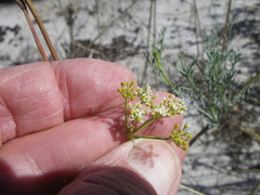 Dasispermum
