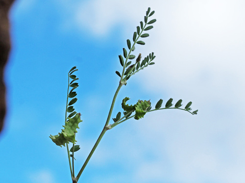 Astragalus pelecinus image