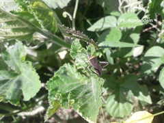 Phthiacnemia picta