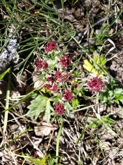 Lomatium hooveri
