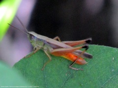 Amblytropidia australis