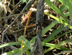 Polistes cinerascens