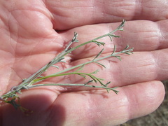 Dasispermum