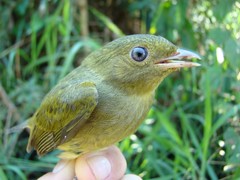 Ceratopipra rubrocapilla