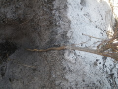 Dasispermum
