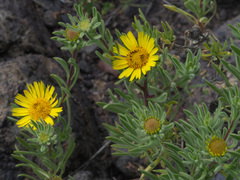 Asteriscus graveolens stenophyllus