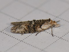 Ellabella editha