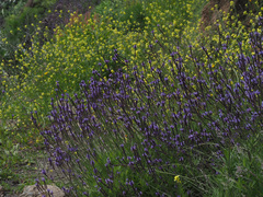 Lavandula minutolii