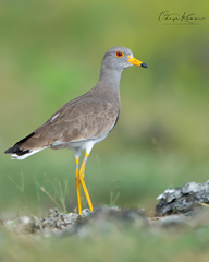 Grey-Headed Lapwing photo 2