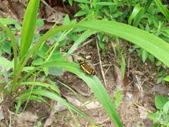 Anthanassa ptolyca ptolyca