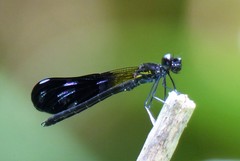 Aristocypha fenestrella