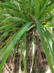 Cymbopogon citratus