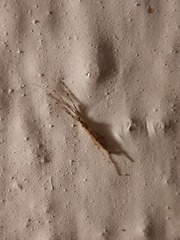 Styringomyia